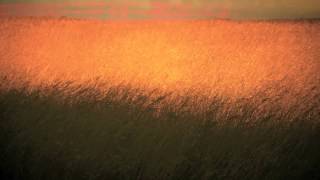 William Adamson - Foggy Dew