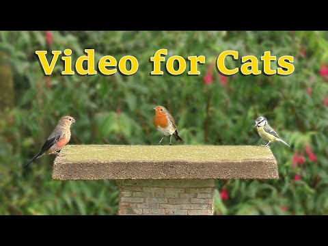 Birds Extravaganza ⭐ 8 HOURS ⭐ NEW