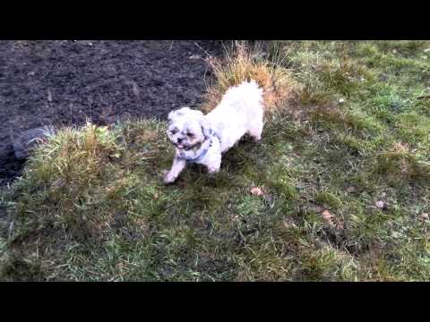 HotDogs Apeldoorn wandeling 17 november 2011