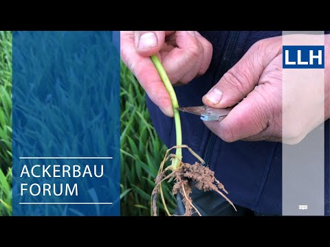 Ackerbauforum - Lagergefahr im Weizen