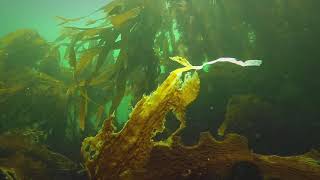 Kelp Forest