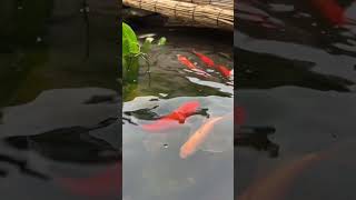 庭池ビオトープの金魚が可愛すぎる #ビオトープ #金魚 #鉄魚