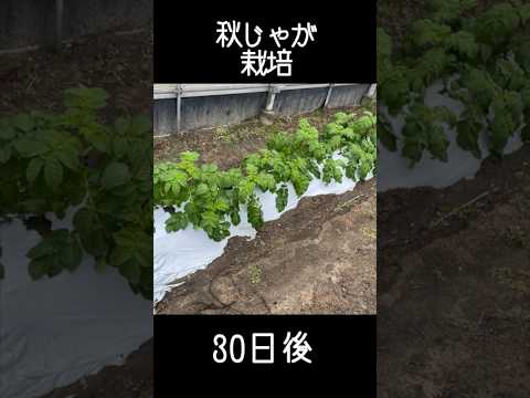 2024 年のジャガイモの植え付け時期は?成功のためのすべてのアドバイス  庭園
