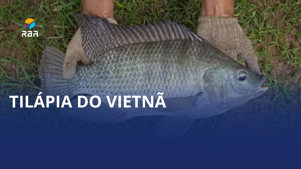 Tilápia do Vietnã proibida 🚫