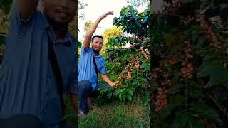 Download lagu could this be one of the best coffee plantations in Indonesia? mp3 Download lagu could this be one of the best coffee plantations in Indonesia? mp3