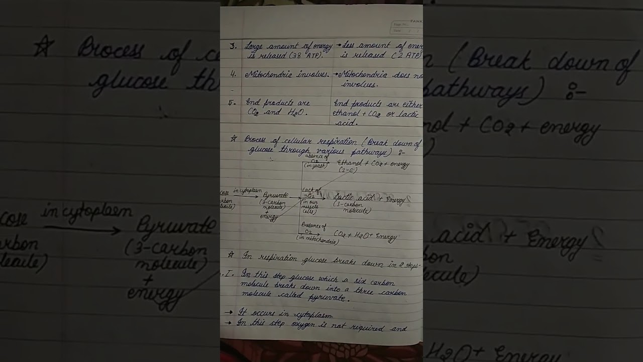 Respiration notes for class 10 biology chapter 6 part 8