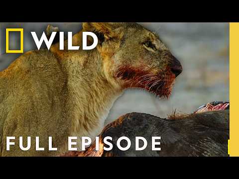 Survival at a Price (Full Episode) | Savage Kingdom Compilation | Nat Geo Animals