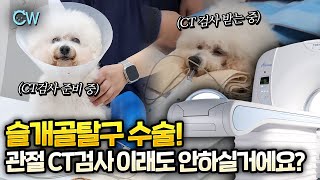 관절CT가 슬개골탈구 수술 성공 여부를?!?✨슬개골탈구 수술에 관절 CT가 필요한 이유