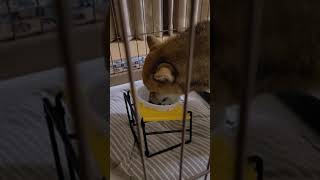 柴犬こと　夕食