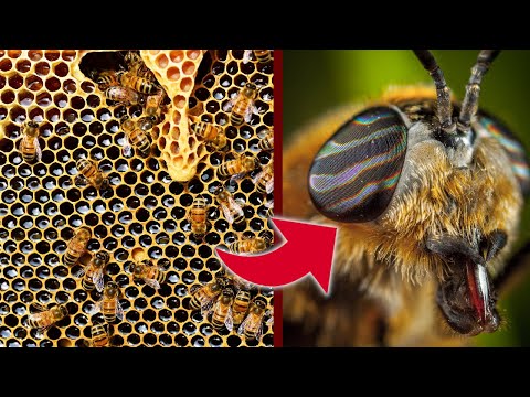 10 unglaubliche Fakten über Bienen