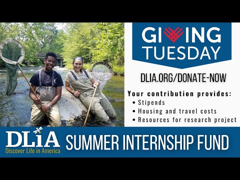DLiA Summer Internship Endowment Fund