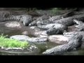 Crocodiles At Disney S Animal Kingdom