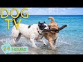 DOG TV Best Videos Anti Anxiety Entertain All Day For Dogs When Home Alone Music For Dogs