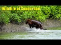 Sundarban Tiger Sighting Sundarban Wildlife SUNDARBAN TIGER ROYAL BENGAL TIGER Sundarban