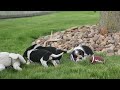 Beagle dogs for sale:  Copper 🐶 - Video 1