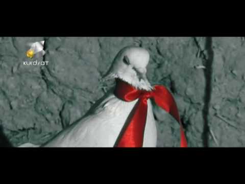 Tara Jaff Aro cejnene