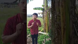 Download lagu SALAM DARI BINJAI | PARIS PERNANDES mp3