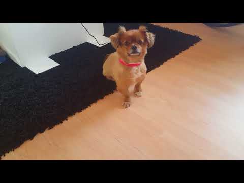 Dog sings "love of my life "😄