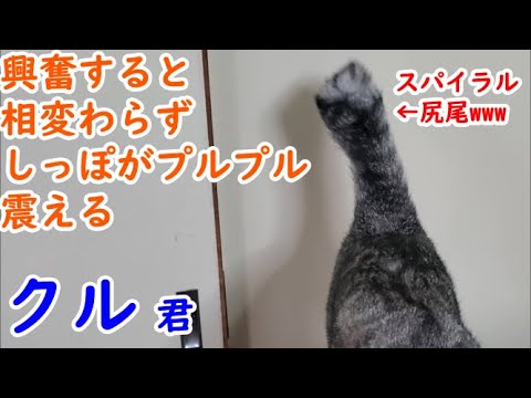 ガラガラヘビのように尻尾を振る猫 - これはどういう意味ですか?