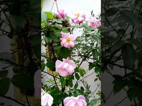 Mary Rose | Farhad Ahmed #Shorts