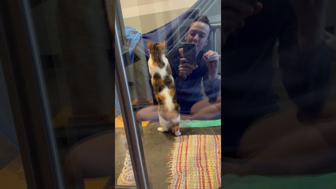 Zendaya 3, a Adoptable mixed breed in Austin, TX video 6/6