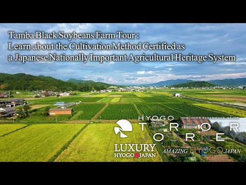 Tamba Black Soybeans Farm Tour: Learn about the Cultivation Method