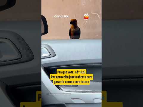 Pra que voar, né? Ave aproveita janela aberta para garantir carona com tutora