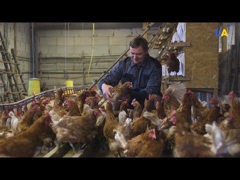 , title : 'تربية الدجاج البني الأكثر إنتاجا للبيض بطريقة المزارعين الأوكرانيين'