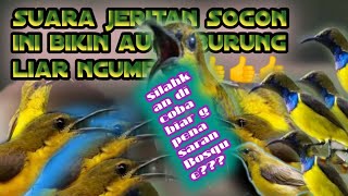 Download lagu SUARA pikat Sogon kejepit!!! auto burung liar ngumpul#suarapikatsogon#suarapikatsogoontong mp3