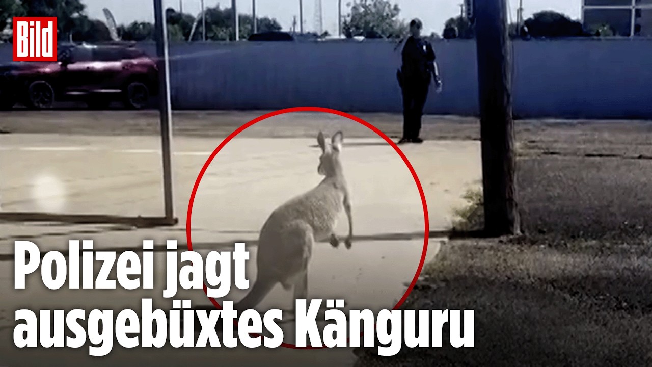 TEXAS: Ausgebüxtes Känguru „Bingus“ löst Polizeieinsatz aus