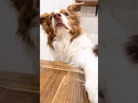 自分の気持ちをちゃんと伝えてくる犬達が可愛すぎる🥺【ボーダーコリー・オーストラリアンシェパード】#shorts