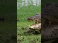 TIGER VS CROCODILE CROCODILE WARNS TIGER Shorts Tiger Crocodile