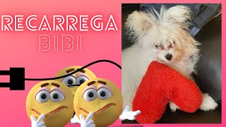 #CACHORRINHA BIBI RECARREGANDO AS ENERGIAS - BIBI PODEROSA