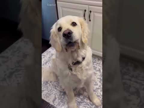 Top 10 funniest dog moment I’ve ever seen. #funny #dog ￼￼