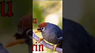 Download lagu Poksay mandarin mp3 Download lagu Poksay mandarin mp3