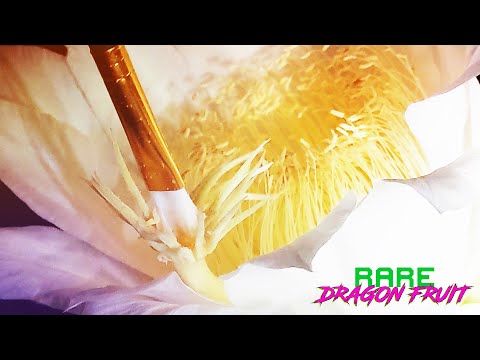 POLLINATING DRAGON FRUIT at NIGHT / TRINIDAD or RED JAINA ? / Flowers and Fruit Help Solve Mysteries