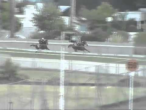 Barrier Trial 24th june 2014 at 6:45am - ForestPanther, NoPrison, BlazeOfMoon