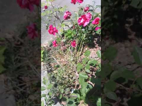 My first YouTube video: Front yard flowers