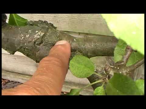 How I summer prune my Espalier apple tree