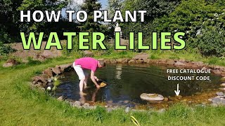 How to plant WATER LILIES in the WILDLIFE POND, wildlife garden.