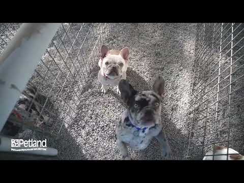 Petland Henderson Kennel tour 117