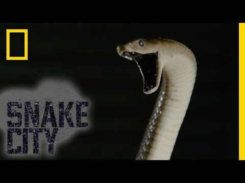 Black Mamba in a Hut | Snake City