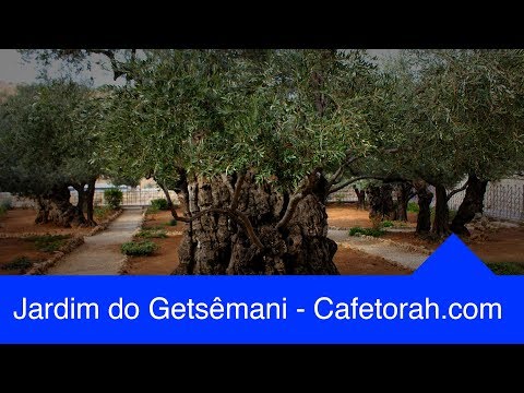 O Jardim das Oliveiras ou Jardim do Gets&ecirc;mani em Jerusal&eacute;m - Programa A Biblia Viva
