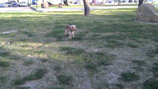 COOPER EN EL PARQUE 2