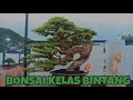 DERETAN BONSAI KELAS BINTANG TERBAIK 2023 BUAT PENYEMANGAT PARA PEMBONSA INDONESIA