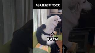 たぶん膝乗りサイズの愛犬　#greatpyrenees #大型犬のいる生活 #大型犬 #大型犬と暮らす #グレートピレニーズ #ゴールデンレトリバー #愛犬 #癒し #犬のいる生活