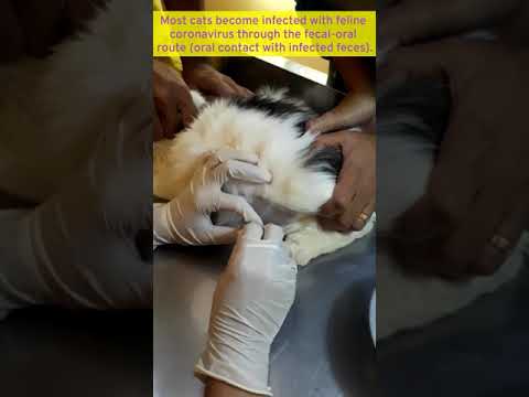 Swollen Belly Cat | Feline Infectious Peritonitis #shorts