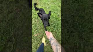Video preview image #1 Mutt Puppy For Sale in Virginia Beach, VA, USA