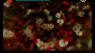 Ennio Morricone &amp; Dulce Pontes Your Love
