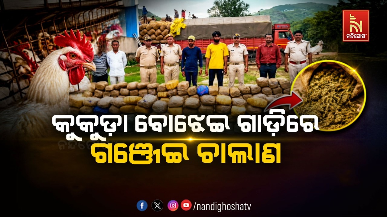 🔴Live | କୁକୁଡା ବୋଝେଇ ଗାଡ଼ିରେ ଗଞ୍ଜେଇ ଚାଲାଣ | NandighoshaTV